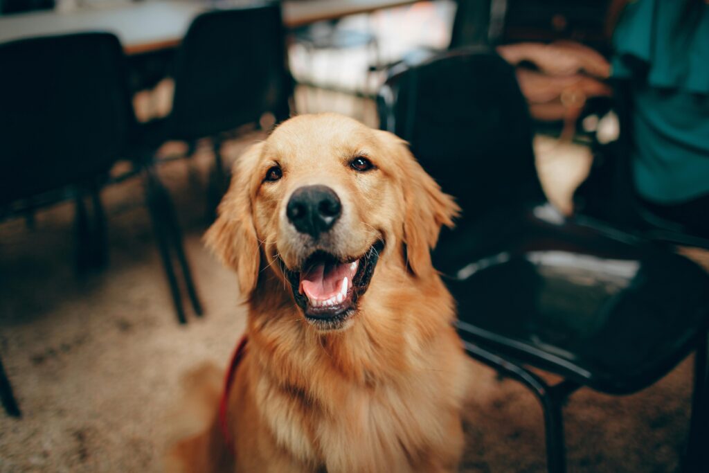 pexels-photo-2253275-2253275 Short-coated Tan Dog